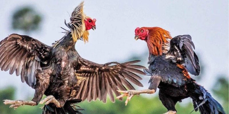 Đá Gà Cựa Dao King88