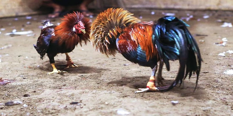 Tổng quan về đá gà cựa sắt King88