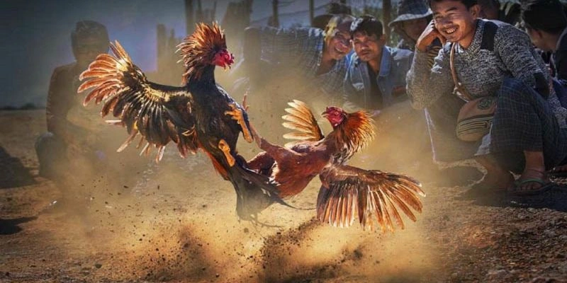 Thời gian trung bình 1 trận đá gà cựa sắt