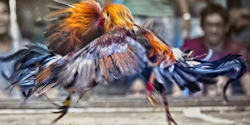 Chia sẻ mẹo chơi đá gà cựa sắt