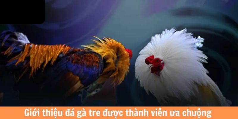 Đá gà King88