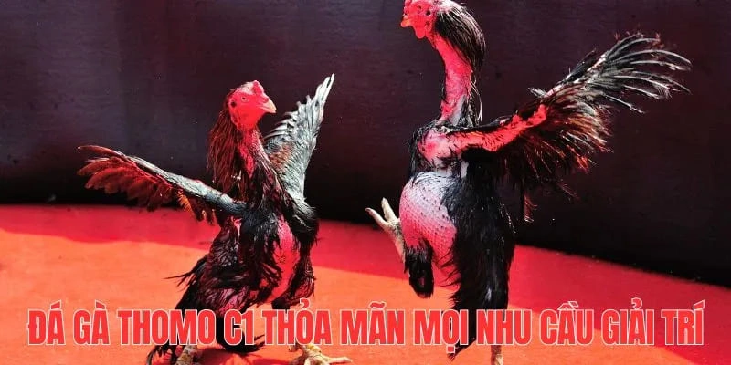 Đá gà Thomo C1 nhiều ưu điểm nổi bật