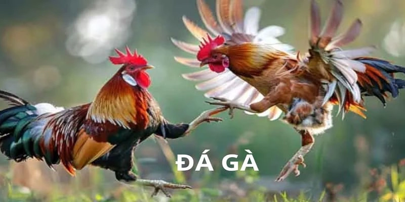 Tổng hợp các loại hình đá gà tại Thomo C1